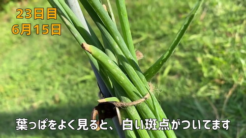 野菜 再生栽培 リボべジ 栽培方法 コツ 葉ねぎ 万能ねぎ のりんご YouTube