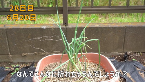 野菜 再生栽培 リボべジ 栽培方法 コツ 葉ねぎ 万能ねぎ のりんご YouTube