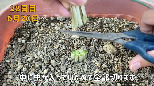 野菜 再生栽培 リボべジ 栽培方法 コツ 葉ねぎ 万能ねぎ のりんご YouTube