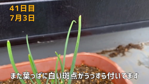 野菜 再生栽培 リボべジ 栽培方法 コツ 葉ねぎ 万能ねぎ のりんご YouTube