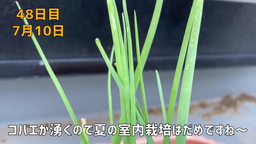 野菜 再生栽培 リボべジ 栽培方法 コツ 葉ねぎ 万能ねぎ のりんご YouTube