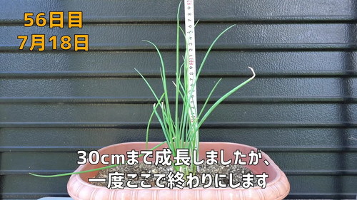 野菜 再生栽培 リボべジ 栽培方法 コツ 葉ねぎ 万能ねぎ のりんご YouTube