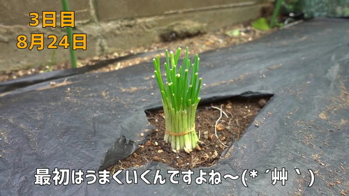 野菜 再生栽培 リボべジ 栽培方法 コツ 葉ねぎ 万能ねぎ のりんご YouTube