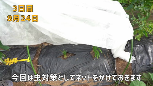 野菜 再生栽培 リボべジ 栽培方法 コツ 葉ねぎ 万能ねぎ のりんご YouTube