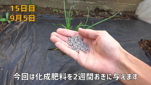 野菜 再生栽培 リボべジ 栽培方法 コツ 葉ねぎ 万能ねぎ のりんご YouTube