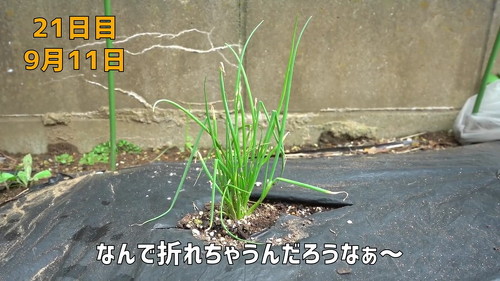 野菜 再生栽培 リボべジ 栽培方法 コツ 葉ねぎ 万能ねぎ のりんご YouTube