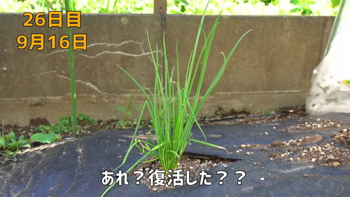野菜 再生栽培 リボべジ 栽培方法 コツ 葉ねぎ 万能ねぎ のりんご YouTube