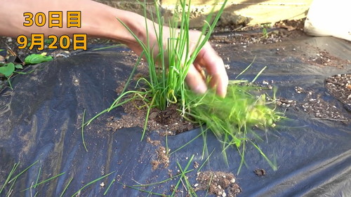 野菜 再生栽培 リボべジ 栽培方法 コツ 葉ねぎ 万能ねぎ のりんご YouTube