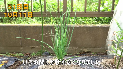 野菜 再生栽培 リボべジ 栽培方法 コツ 葉ねぎ 万能ねぎ のりんご YouTube