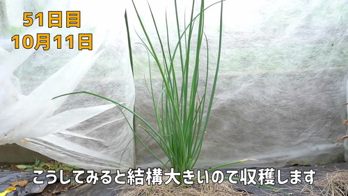 野菜 再生栽培 リボべジ 栽培方法 コツ 葉ねぎ 万能ねぎ のりんご YouTube