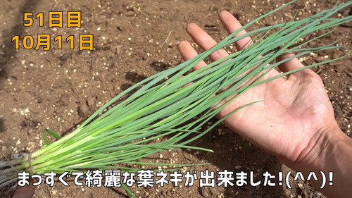 野菜 再生栽培 リボべジ 栽培方法 コツ 葉ねぎ 万能ねぎ のりんご YouTube