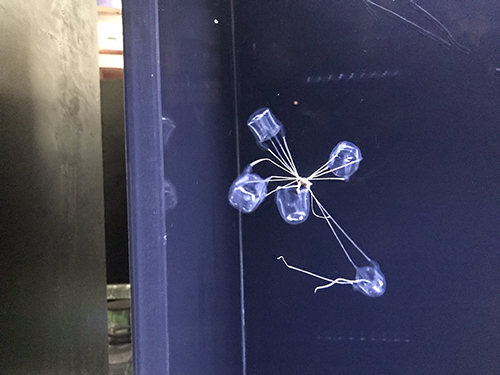 冗談みたいなことになっているクラゲ リュウセイクラゲ アクアワールド茨城県大洗水族館 からまる 触手 水族館 