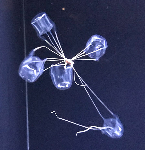 冗談みたいなことになっているクラゲトリミング