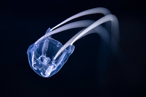 リュウセイクラゲこちらに向かう角度 リュウセイクラゲ アクアワールド茨城県大洗水族館 からまる 触手 水族館