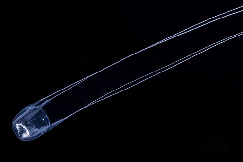 リュウセイクラゲ横から リュウセイクラゲ アクアワールド茨城県大洗水族館 からまる 触手 水族館