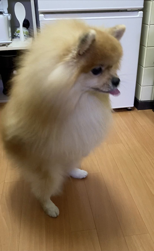 カロリー 等価交換 法則 宗次郎 Jr. カリカリ おやつ