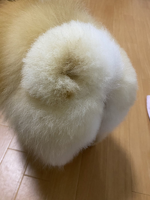 カロリー 等価交換 法則 宗次郎 Jr. カリカリ おやつ