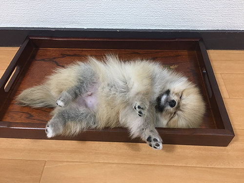 カロリー 等価交換 法則 宗次郎 Jr. カリカリ おやつ