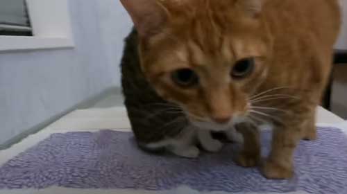 お風呂大好き猫