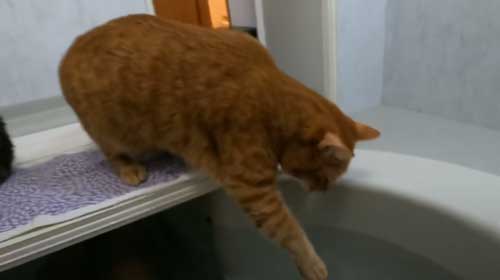 お風呂 大好き 自分から入る 猫 保護猫