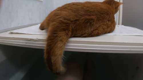 お風呂 大好き 自分から入る 猫 保護猫