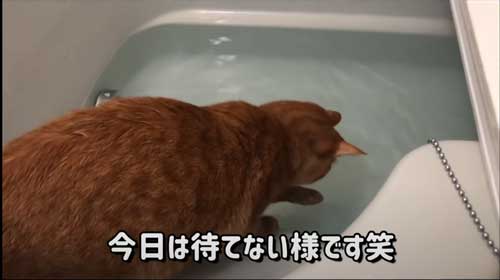 お風呂 大好き 自分から入る 猫 保護猫