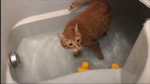 お風呂 大好き 自分から入る 猫 保護猫