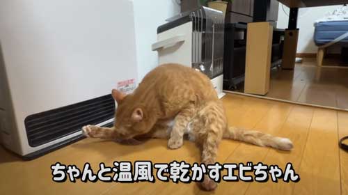 お風呂 大好き 自分から入る 猫 保護猫