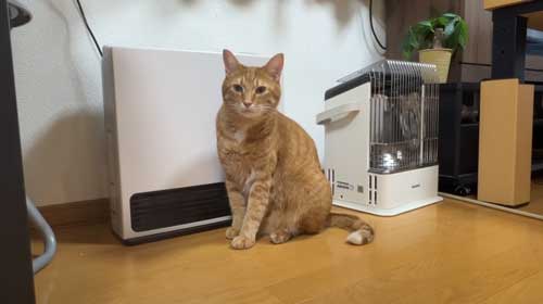 お風呂 大好き 自分から入る 猫 保護猫