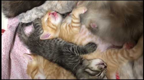 お風呂 大好き 自分から入る 猫 保護猫