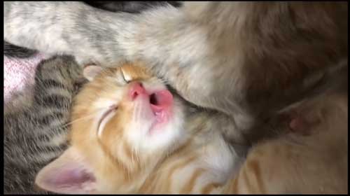 お風呂 大好き 自分から入る 猫 保護猫