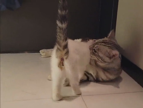 子猫　パパ猫　親子　かわいい　癒やし　動画