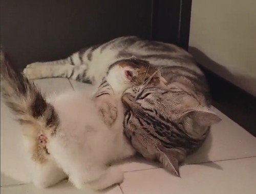 子猫　パパ猫　親子　かわいい　癒やし　動画