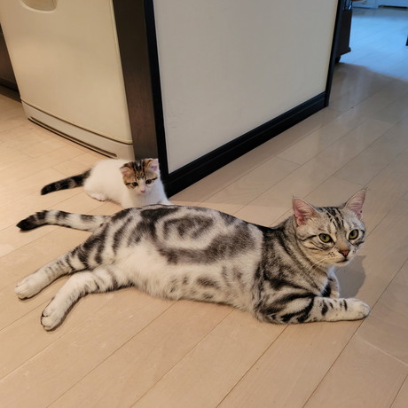 子猫　パパ猫　親子　かわいい　癒やし　動画