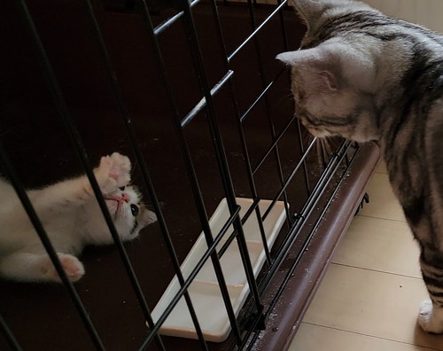 子猫　パパ猫　親子　かわいい　癒やし　動画