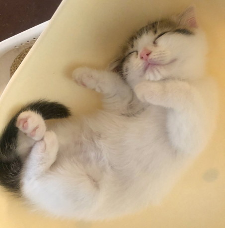 子猫　パパ猫　親子　かわいい　癒やし　動画