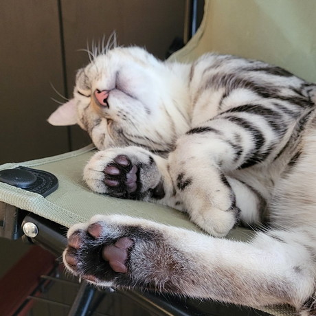 子猫　パパ猫　親子　かわいい　癒やし　動画