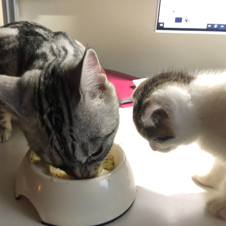 子猫　パパ猫　親子　かわいい　癒やし　動画