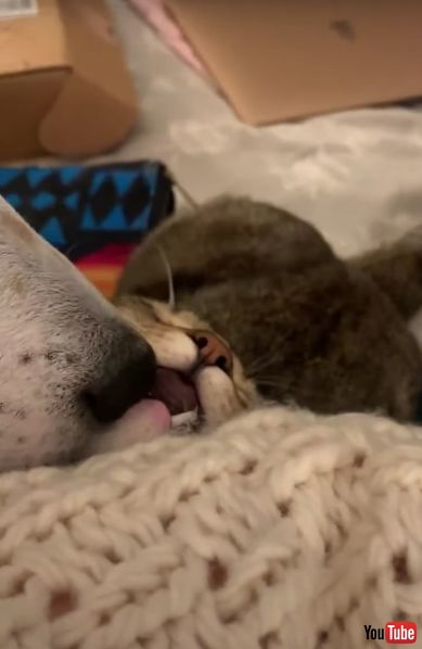 仲良し 犬 猫 グルーミング