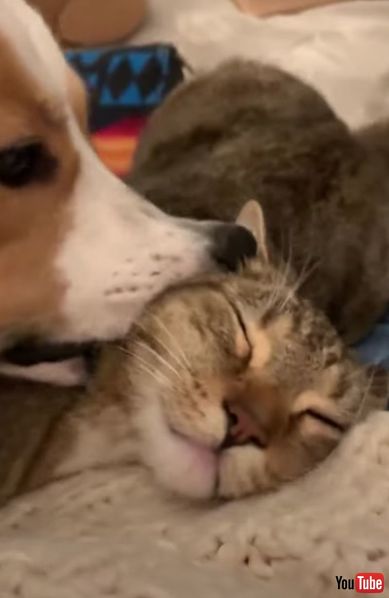 仲良し 犬 猫 グルーミング