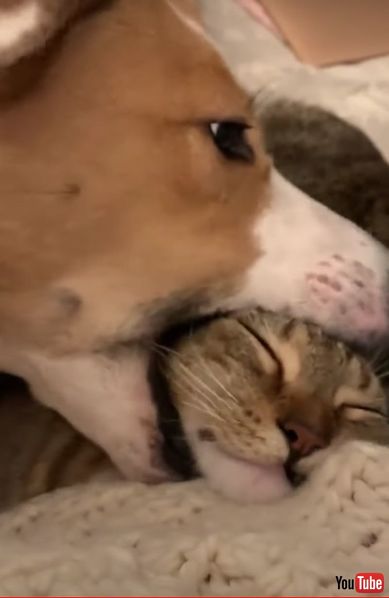 仲良し 犬 猫 グルーミング