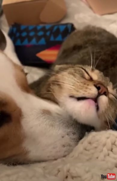 仲良し 犬 猫 グルーミング