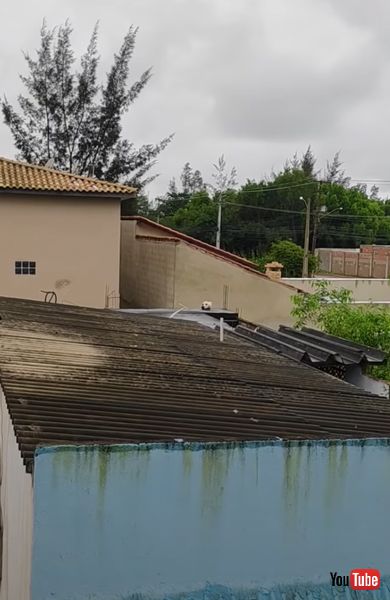 擬態するニャンコの画像 犬に見える猫 海外 面白動画 viral hog 爆笑