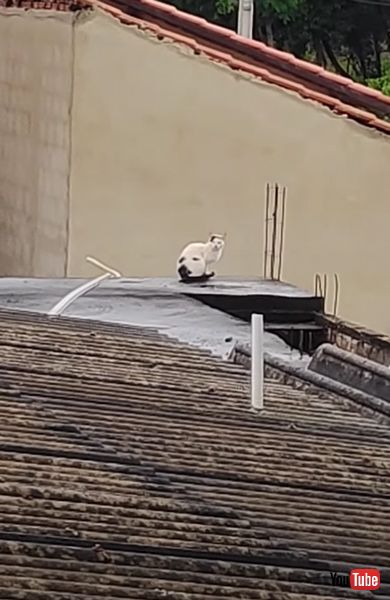 擬態するニャンコの画像 犬に見える猫 海外 面白動画 viral hog 爆笑