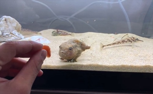 魚　かわいい　動画　エサ　面白　フウセンウオ