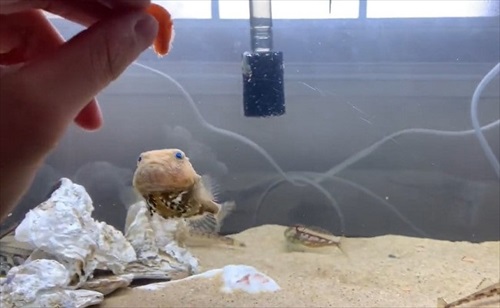 魚　かわいい　動画　エサ　面白　フウセンウオ