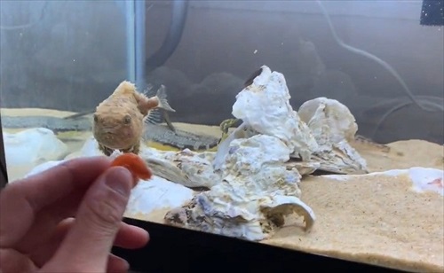 魚　かわいい　動画　エサ　面白　フウセンウオ