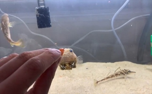 魚　かわいい　動画　エサ　面白　フウセンウオ