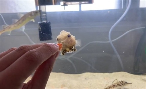 魚　かわいい　動画　エサ　面白　フウセンウオ