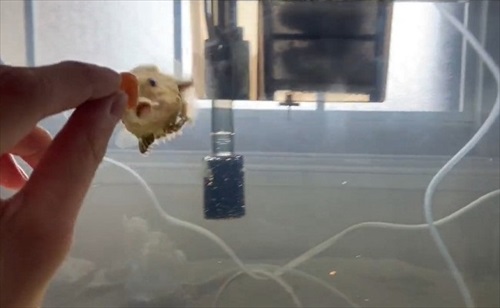 魚　かわいい　動画　エサ　面白　フウセンウオ